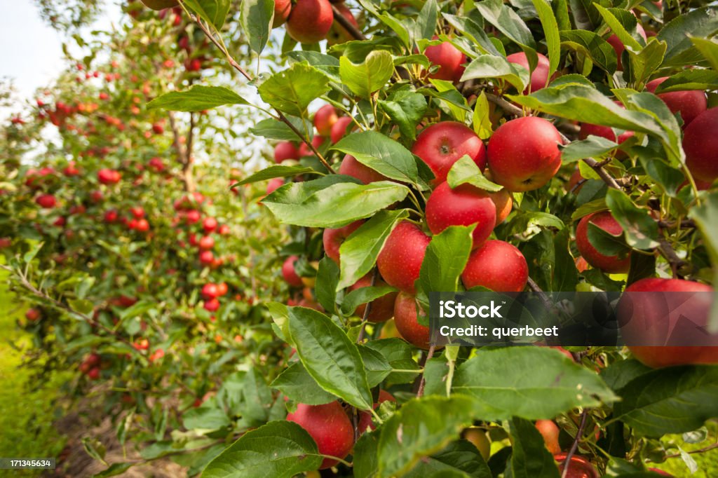 Rote Äpfel in einer Reihe - Lizenzfrei Apfel Stock-Foto