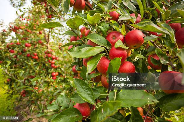赤いリンゴの列 - オーガニックのストックフォトや画像を多数ご用意 - オーガニック, プランテーション, リンゴ