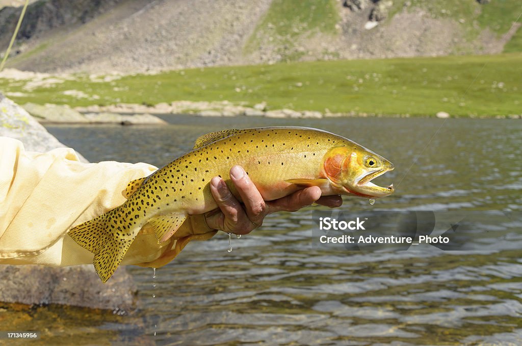 Cutthroat-Forellen, Nahaufnahme - Lizenzfrei Purpurforellen Stock-Foto