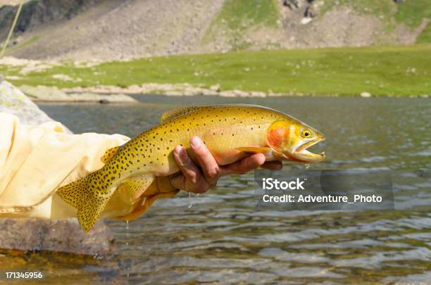 Cutthroatforellen Nahaufnahme Stockfoto und mehr Bilder von Purpurforellen - Purpurforellen, Rocky Mountains, Colorado - Westliche Bundesstaaten der USA