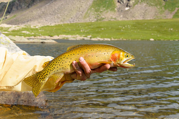 truta-salmonada detalhe - cutthroat trout - fotografias e filmes do acervo