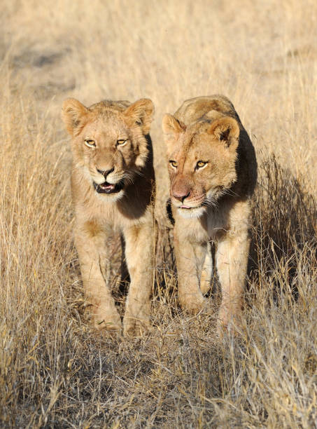 istock Pair of lions in long, golden grass 171345971