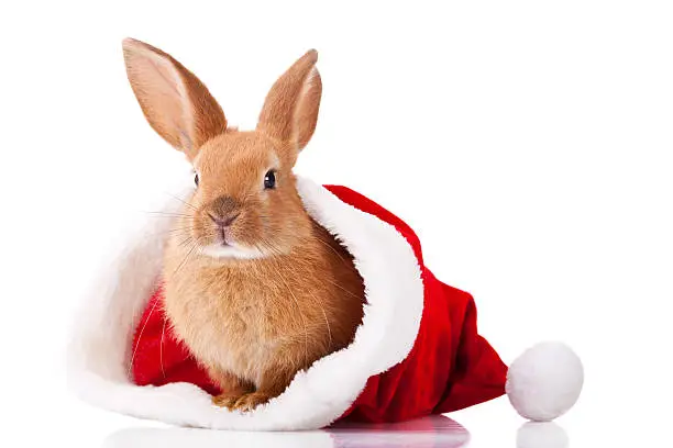 Photo of Christmas Rabbit