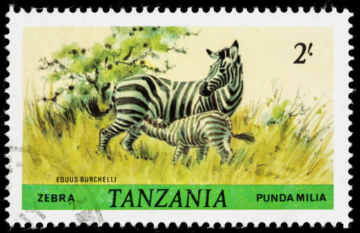 A 1980 Tanzania postage stamp of plains zebras (Equus quagga, formerly known as Equus burchelli). Plains zebras are also called Burchell's zebras or common zebras. Punda milia is Swahili for zebra.
