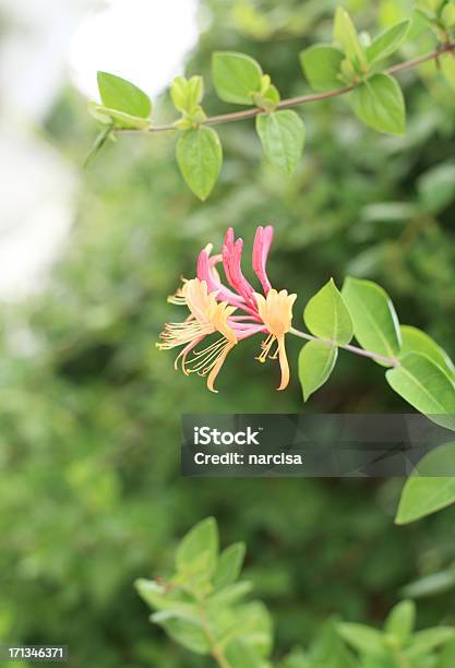 Madreselva Foto de stock y más banco de imágenes de Madreselva - Madreselva, Amarillo - Color, Flor