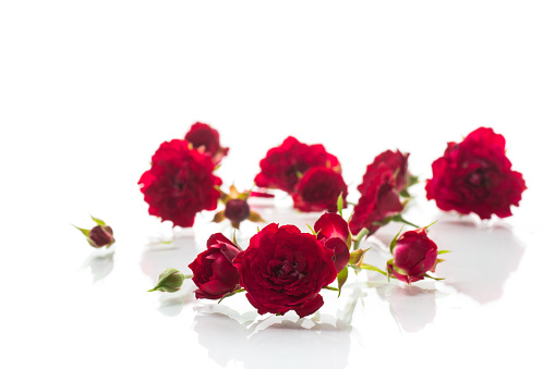 bouquet of red small roses, isolated on white background.