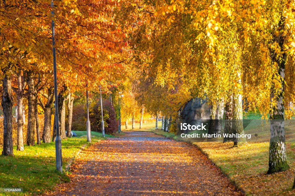 Herbst Bicycle Road - Lizenzfrei Asphalt Stock-Foto