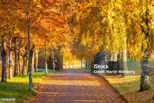 Herbst Bicycle Road Stockfoto und mehr Bilder von Asphalt - Asphalt, Baum, Birke