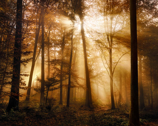 istock Glowing gold sunlight in misty forest 1713466493
