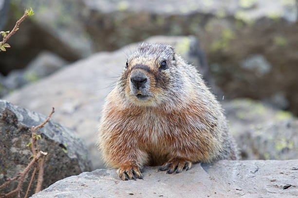 istock Yellow Bellied Marmot 171346746