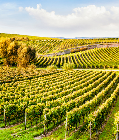 A green landscape of green vineyards in Certaldo Tuscany