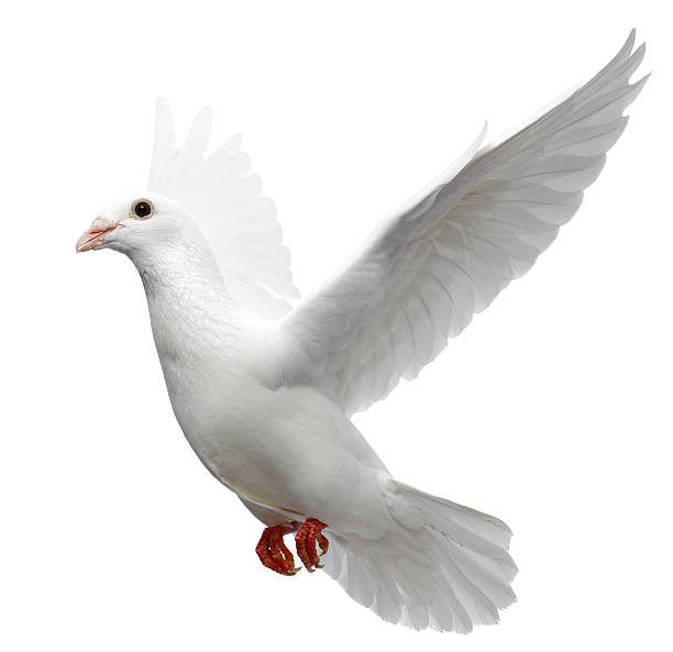 White Pigeon Pigeon dove bird photos stock pictures, royalty-free photos & images