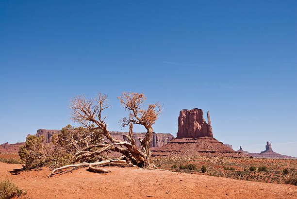 Weathered Juniper, West Mitten and Sentinal Mesa Located on the Arizona/Utah border at an elevation of 5200 feet, Monument Valley is filled with unique sandstone formations. This scene is of the iconic West Mitten and Sentinal Mesa. Monument Valley Tribal is located near Oljato, Utah, USA. jeff goulden monument valley stock pictures, royalty-free photos & images
