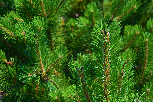 Coniferous tree with small cones. Pine tree in the forest. Summer bright background. Beauty in nature.