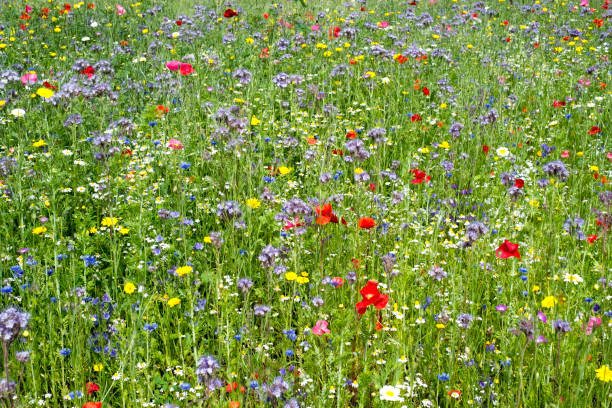 Meadow with wild flowers