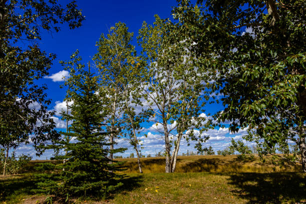 istock Tillebrook Provincial Park Alberta Canada 1713477371