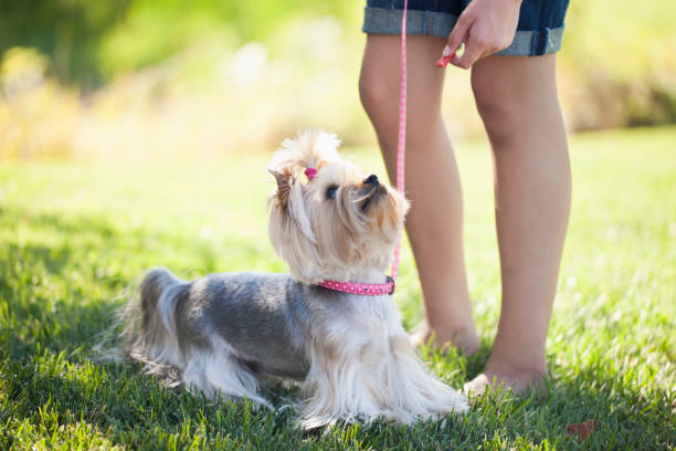 istock Girl and her Dog 171347783