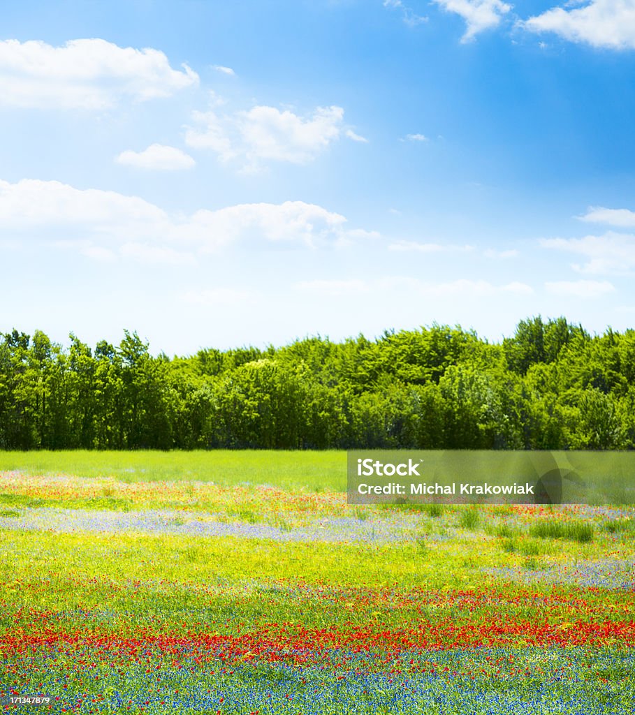 Blühende Feld - Lizenzfrei Baum Stock-Foto