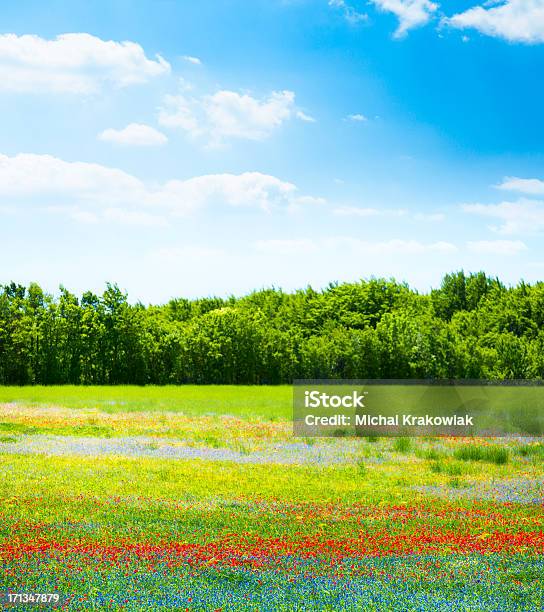 Blühende Feld Stockfoto und mehr Bilder von Baum - Baum, Blau, Blume