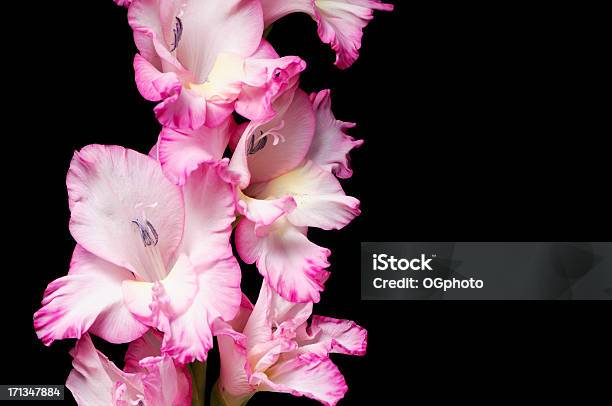 Rosa Gladiola Isolato Su Nero - Fotografie stock e altre immagini di Bellezza naturale - Bellezza naturale, Bianco, Bocciolo
