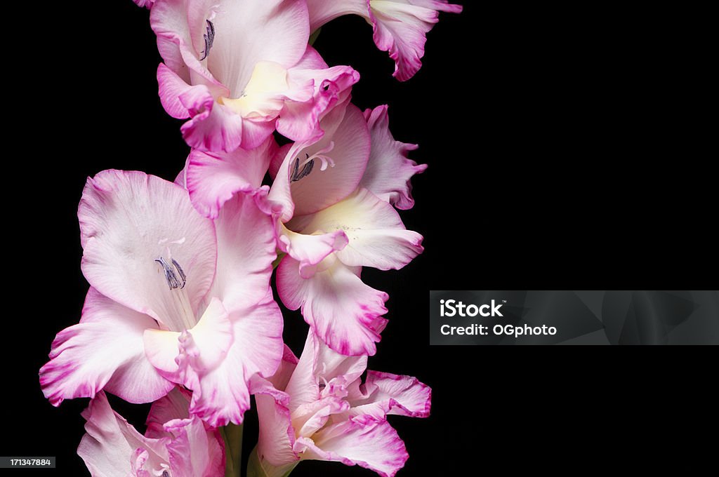 Розовый gladiola изолированные на черный - Стоковые фото Без людей роялти-фри