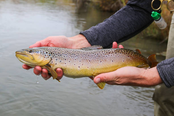 istock Fly fishing for brown trout in Oregon 1713480120
