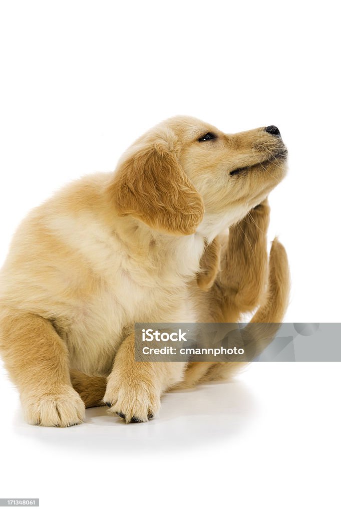 Cucciolo scratch - Foto stock royalty-free di Cane