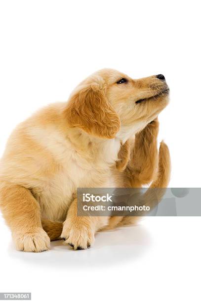 Cucciolo Scratch - Fotografie stock e altre immagini di Cane - Cane, Grattare, Pulce