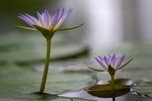 Nymphaea caerulea savigny water lily plant in bloom, beautiful flowering lotus flowers in garden pond, green leaves