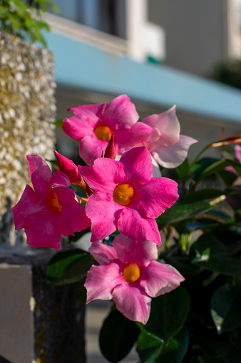 Dipladenia mandevilla pink flower in bloom, rocktrumpet beautiful color ornamental tropical flowering plant, green leaves