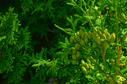 Coniferous tree with small green cones. Thuya. Summer bright background. Beauty in nature. Natural background.