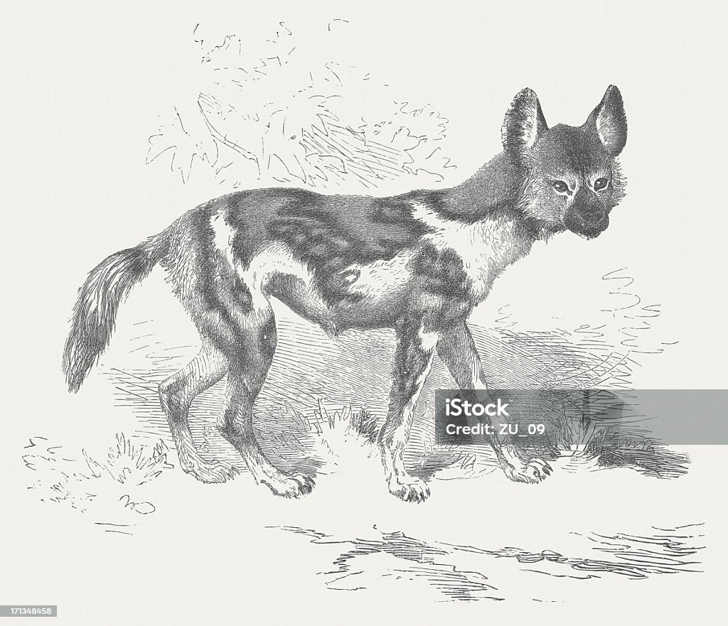 African wild dog - Lizenzfrei Afrika Stock-Illustration