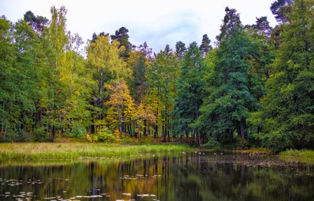 istock Lake in the autumn forest 1713484739