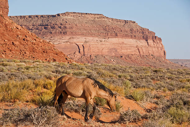 Horse Grazing in the Desert Located on the southern border of Utah at an elevation of 5200 feet, Monument Valley is surrounded by unique sandstone formations. This scene with a grazing horse is in Oljato, Utah, USA. jeff goulden monument valley stock pictures, royalty-free photos & images