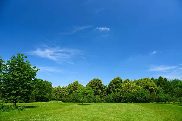 Photo of Summer Landscape