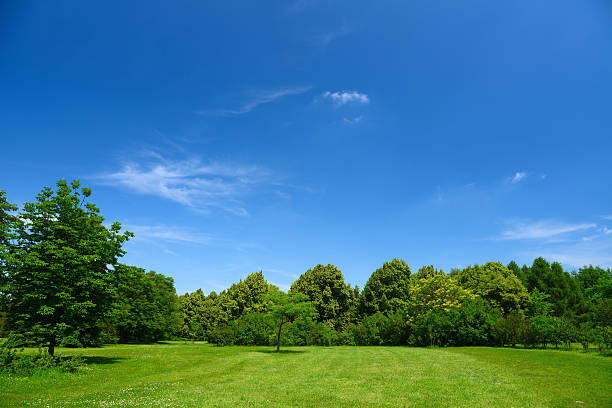 летний пейзаж - forest sky green tree стоковые фото и изображения