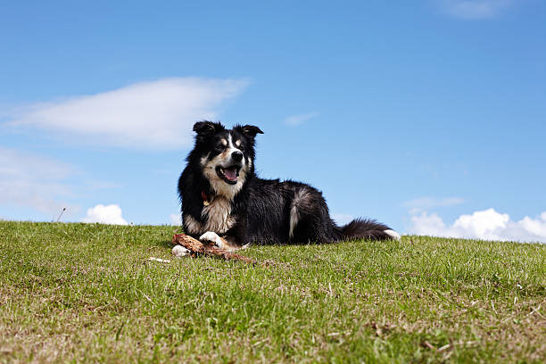 istock Border collie on grassy headland 171348898