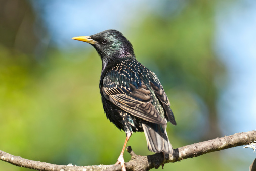 The European Starling (Sturnus vulgaris) is not native to North America but has become extremly common since its introduction to New York's Central Park in 1890. The original introduced flock of 60 birds has now spread throughout the continent. This starling was photographed in Edgewood, Washington State, USA.