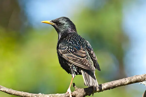 The European Starling (Sturnus vulgaris) is not native to North America but has become extremly common since its introduction to New York's Central Park in 1890. The original introduced flock of 60 birds has now spread throughout the continent. This starling was photographed in Edgewood, Washington State, USA.