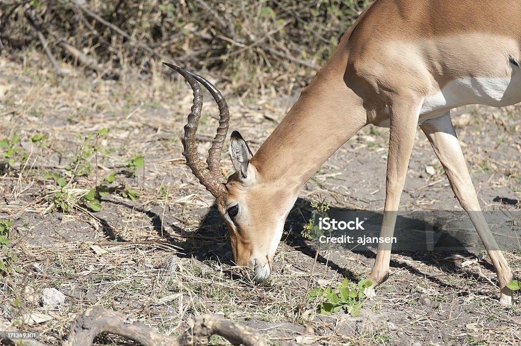 impala standing in the bush - Foto de stock de Aire libre libre de derechos