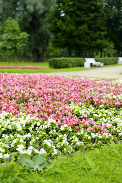Flowers in the Park