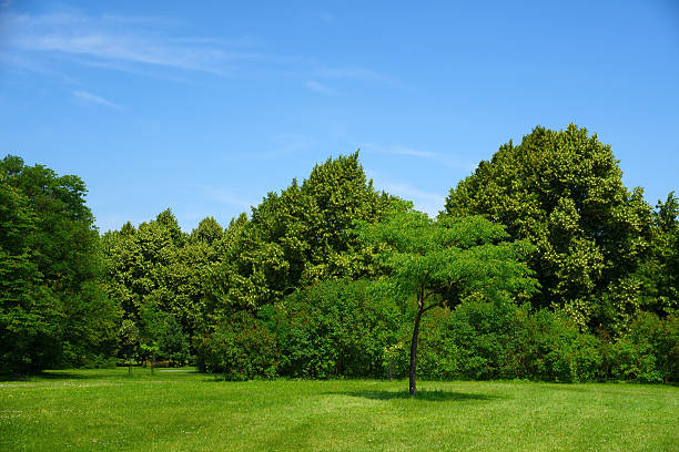 paisaje de verano - clear sky nobody blade of grass summer fotografías e imágenes de stock