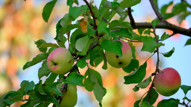 Close-up of a branch with ripe delicious apples swaying in the wind.
