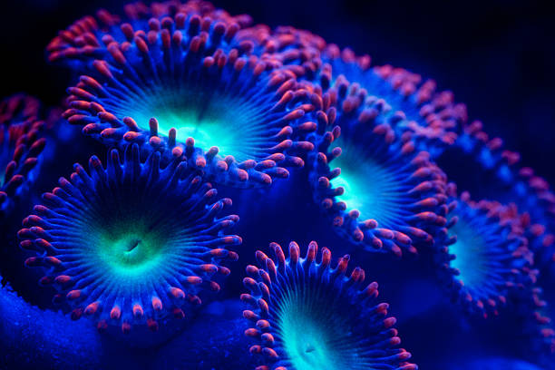 Red and green Zoanthids A macro image of some Red and Green Zoanthids. Taken under blue LED> cnidarian stock pictures, royalty-free photos & images