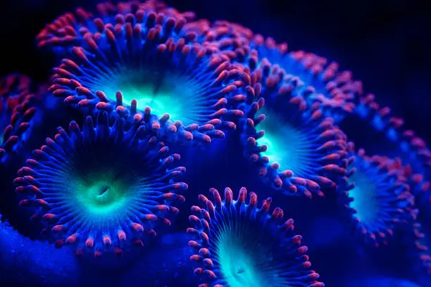 A macro image of some Red and Green Zoanthids. Taken under blue LED>