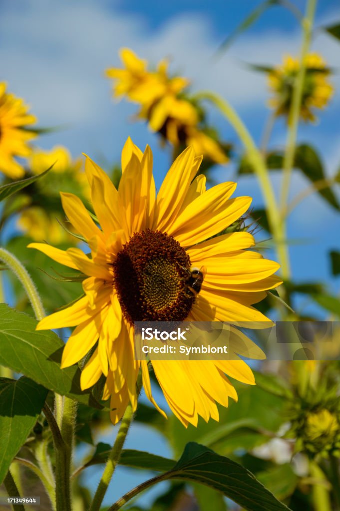 Fond de tournesol gros plan avec un Bourdon (XXXL) - Photo de Abeille libre de droits