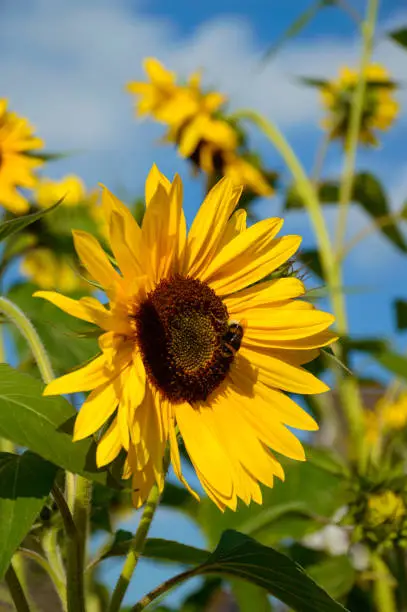 Photo of Background sunflower close-up with a  bumblebee (XXXLarge)