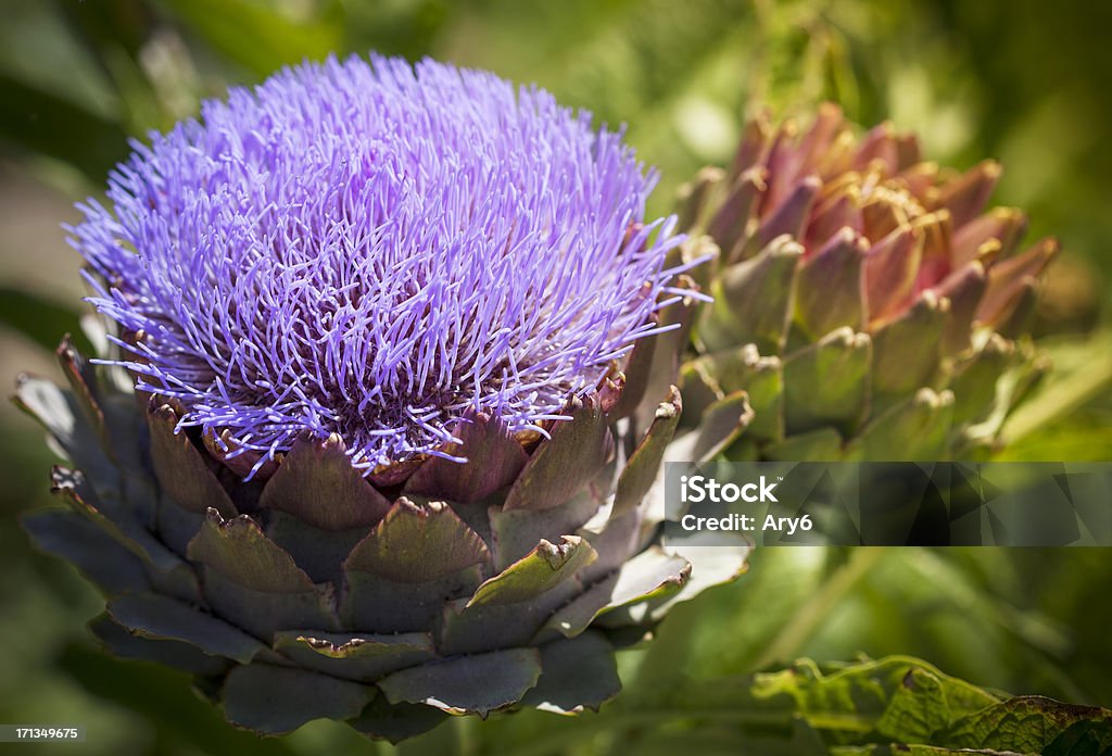 Fiore di carciofo - Foto stock royalty-free di Alimentazione sana