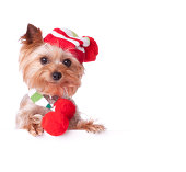 Yorkshire Terrier in an Elf Costume