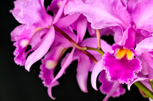 Group of pink hybrid orchids on black background